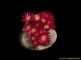 Sulcorebutia vasqueziana ssp. alba WR472 1222